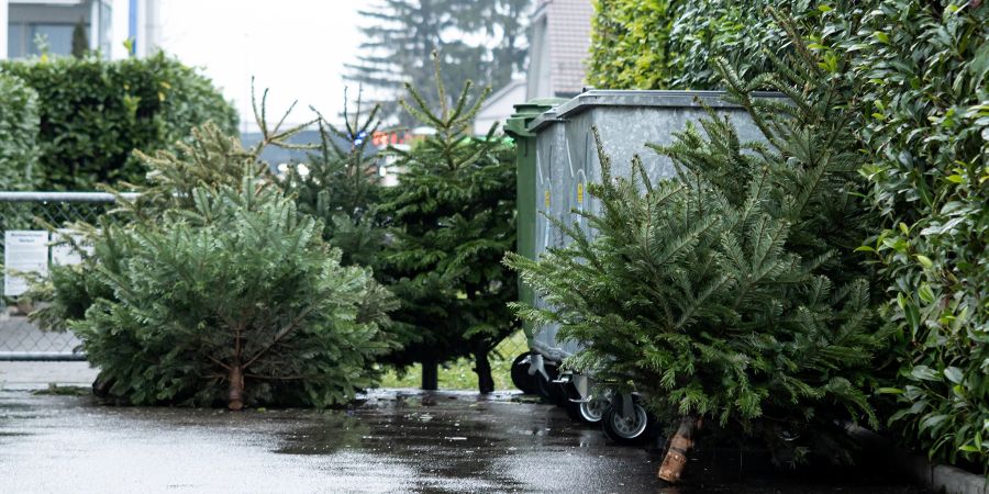 Weihnachtsbäume warten auf ihre Entsorgung durch die Grünabfuhr. (Symbolbild)