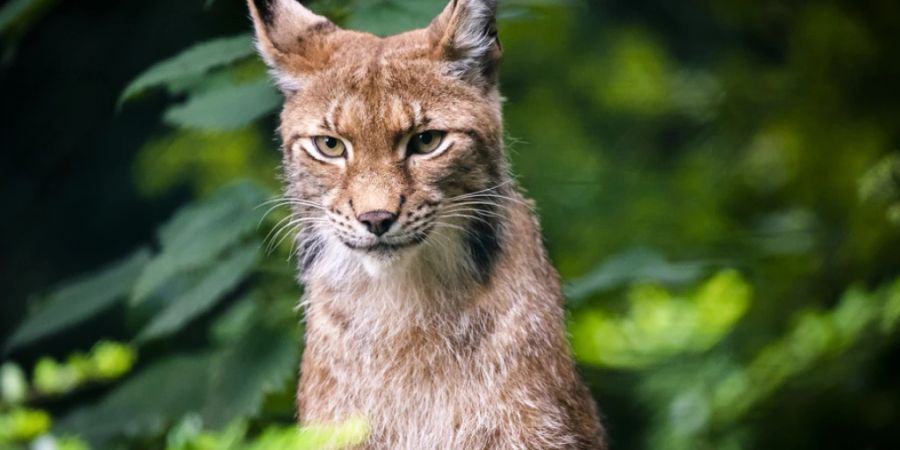 Ein Luchs ist im Kanton Wallis mutmasslich gewildert worden. Im Bild ein ausgewachsenes Tier in einem Zoo. (Archivbild)