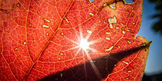 Die Sonne sendet ihr helles Licht durch ein herbstlich verfärbtes Blatt. Die Sonne sendet ihr helles Licht durch ein herbstlich verfärbtes Blatt.