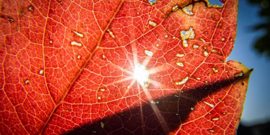 Die Sonne sendet ihr helles Licht durch ein herbstlich verfärbtes Blatt.