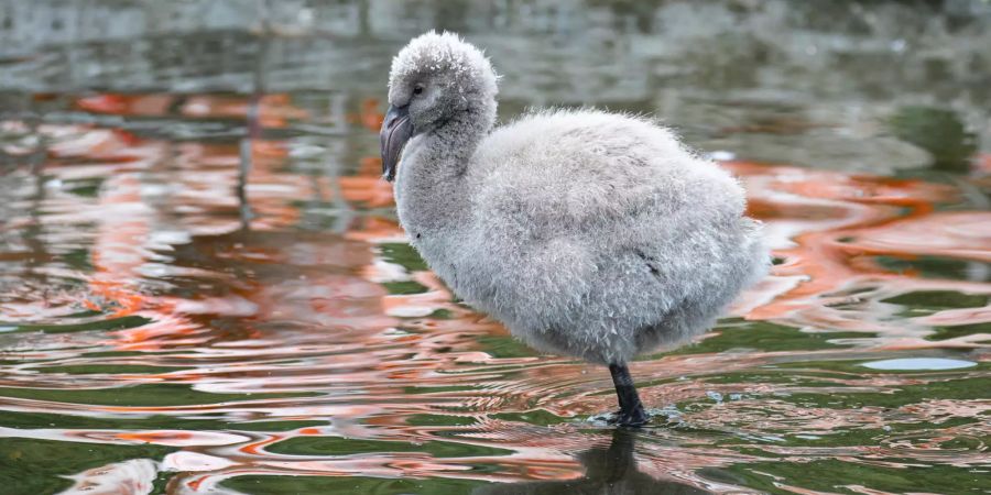 Zoo Zürich