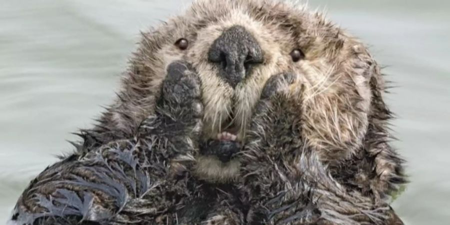 Tierfotografie
