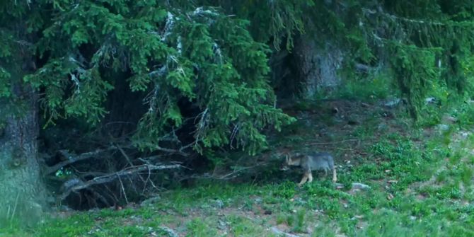 Graubünden Wolfsrudel