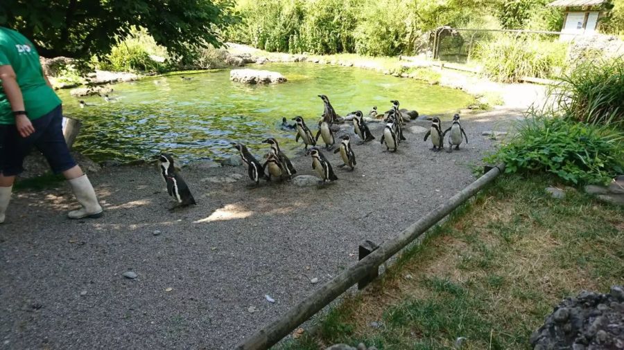 Im Gegensatz zu ihren Kumpanen, den Königspinguinen, sind sie auch jetzt draussen: Die Humboldtpinguine