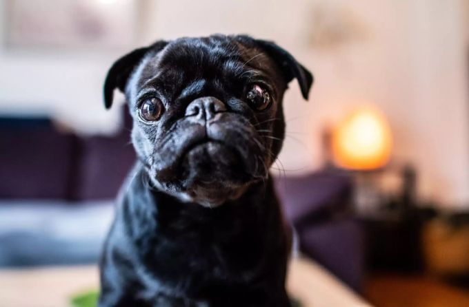 Ein schwarzer Mops. hund