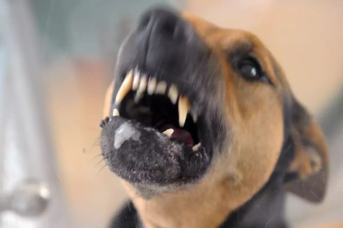 Hund Russland Tod Kind