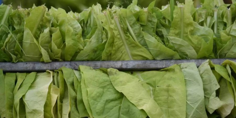 Tabakblätter der Sorte «Virginia» hängen auf einer Metallstange. Die Dortmunder Wissenschaftler haben die Tabakpflanze «Virginia Smoking Tobacco» gentechnisch verändert. Foto: Patrick Seeger