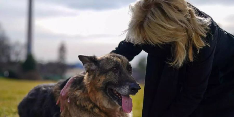 champ hund biden