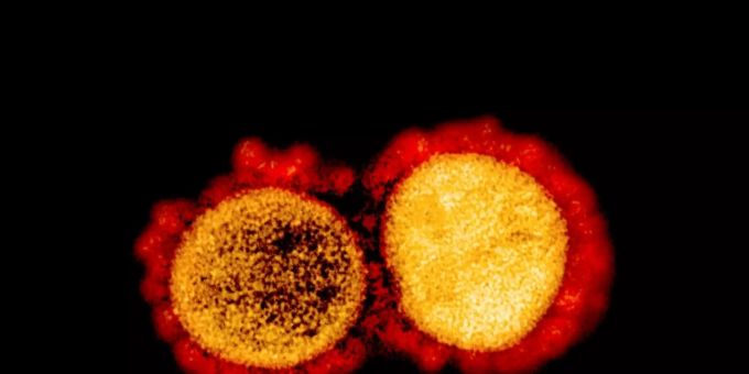 Das Coronavirus unter dem Elektronenmikroskop corona immun