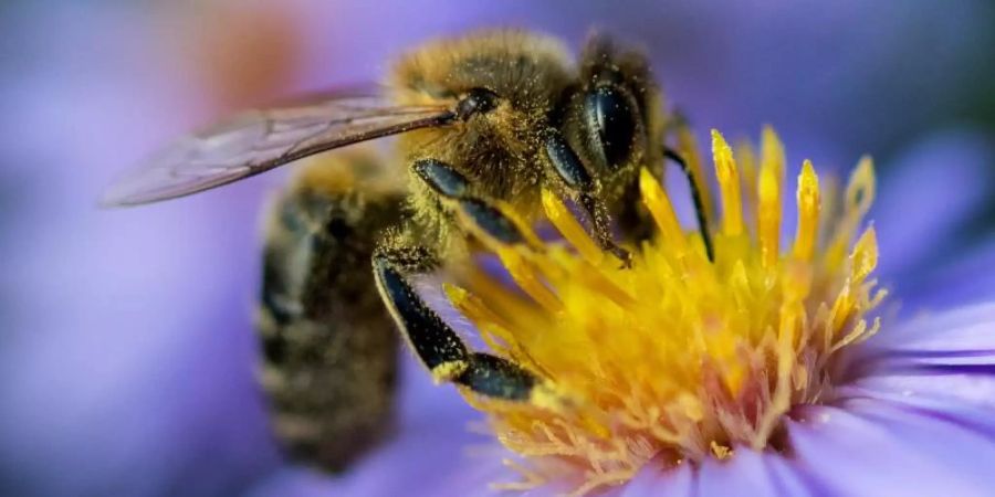 Eine Biene sammelt am Pollen von einer Blüte. Foto: Monika Skolimowska/dpa-Zentralbild/dpa