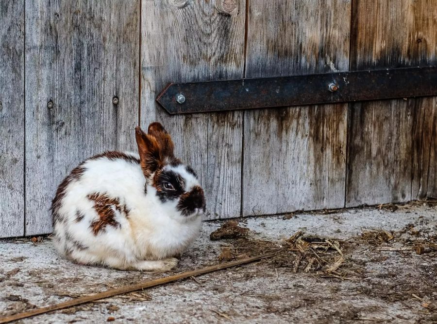 Kaninchen draussen vor einer Haustüre.