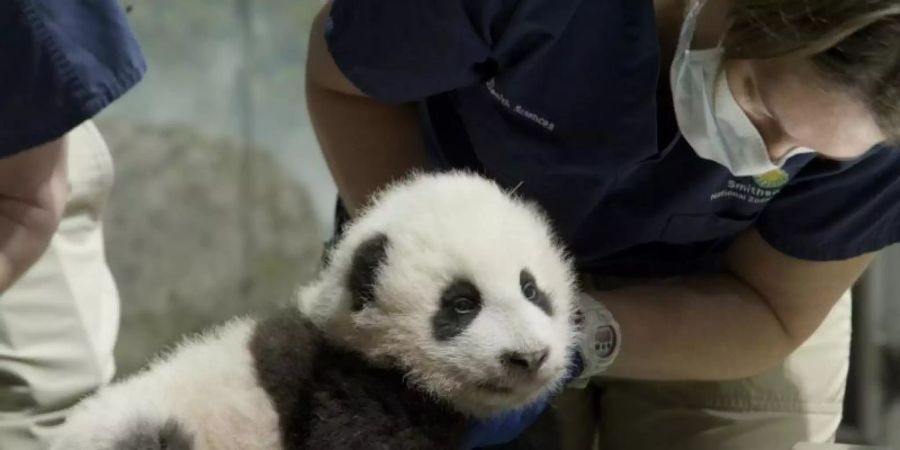 Xiao Qi Ji ist ein «kleines Wunder». Foto: Smithsonian’s National Zoo/AP/dpa