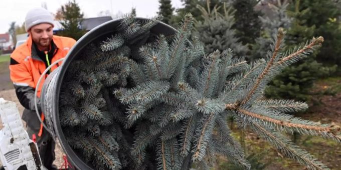 Der Verkauf von Weihnachtsbäumen ist in der ersten Dezemberwoche überall in Deutschland voll angelaufen. Foto: Uli Deck/dpa Der Verkauf von Weihnachtsbäumen ist in der ersten Dezemberwoche überall in Deutschland voll angelaufen. Foto: Uli Deck/dpa