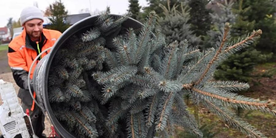 Der Verkauf von Weihnachtsbäumen ist in der ersten Dezemberwoche überall in Deutschland voll angelaufen. Foto: Uli Deck/dpa
