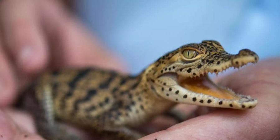 Krokodil