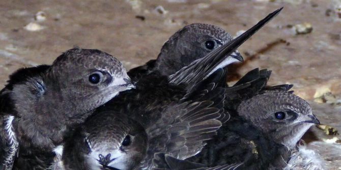 vogelwarte