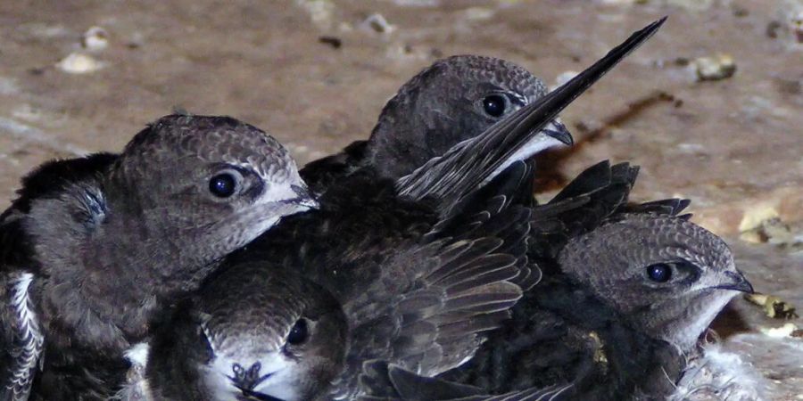 vogelwarte