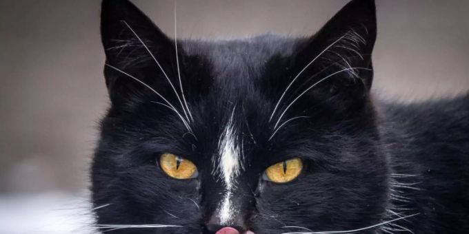 Kater Quarky ist aus dem Rennen um das Bürgermeisteramt. Aber das letzte Wort ist noch nicht gesprochen. Foto: Jens Büttner/dpa-Zentralbild/dpa Kater Quarky ist aus dem Rennen um das Bürgermeisteramt. Aber das letzte Wort ist noch nicht gesprochen. Foto: Jens Büttner/dpa-Zentralbild/dpa