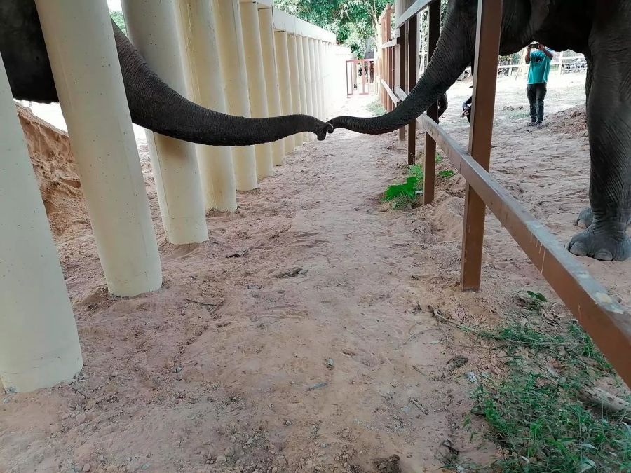 Elefant Kaavan