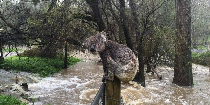 Ein nasser Koala auf einem Zaunpfahl in einem überfluteten Gebiet in Australien. australien