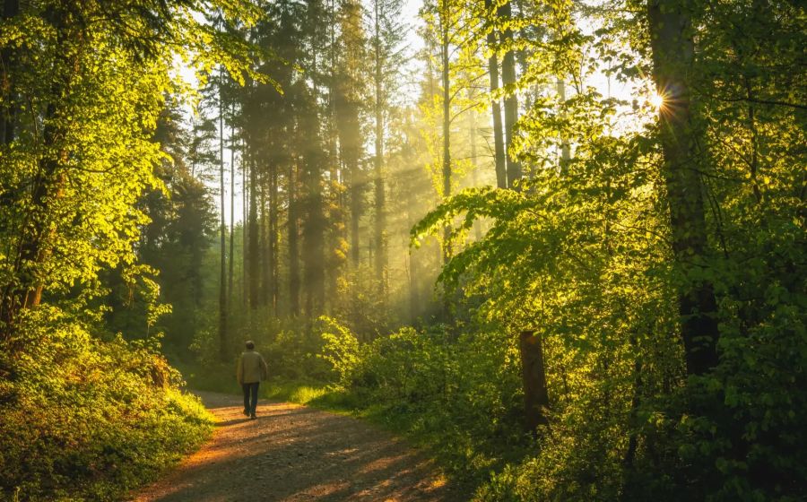 Mann spaziert im Wald