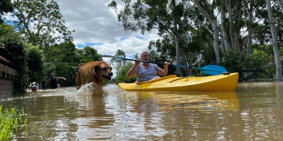 Kayak-Fahrt durch Sydneys überfluteten Vorort Windsor