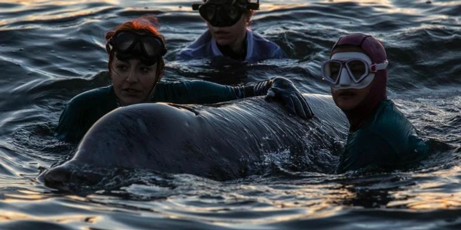 Ein Rettungsteam kümmert sich um den verletzten Wal, der gestrandet ist. Foto: Lefteris Partsalis/XinHua/dpa