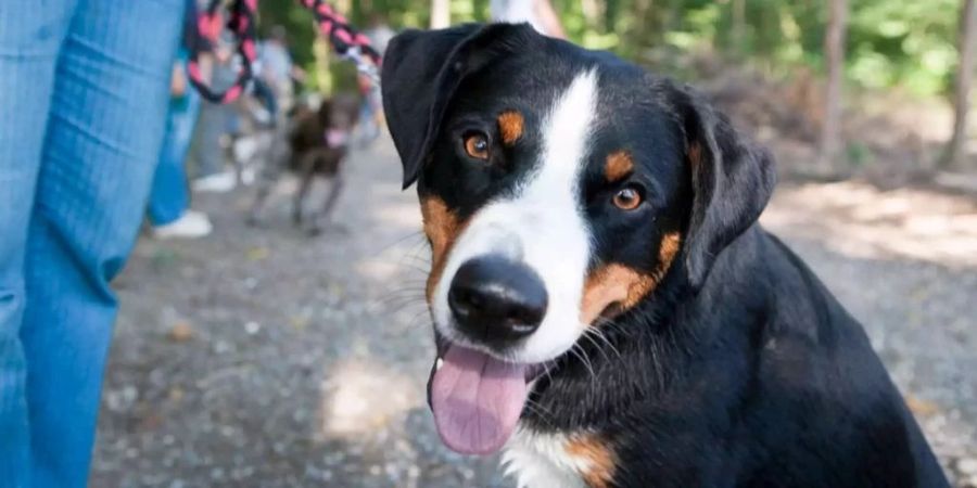 Hund Coronavirus