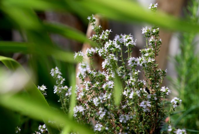 Thymian macht sich im Garten gut – und er wirkt in der Küche verwendet antiviral und schleimlösend. Thymian Blüte