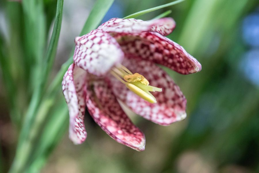 Blume Kelch Schachbrett fuchsia weiss