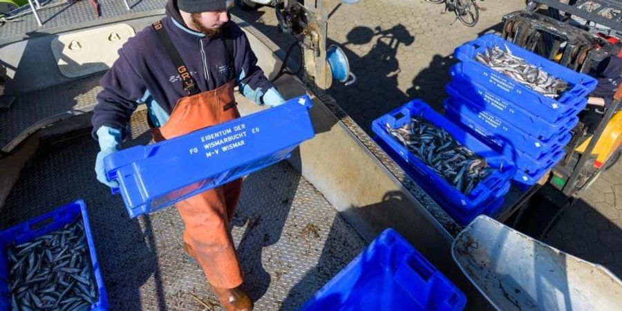 Jonas Grube entlädt frischen Stint vom Boot. Trotz der schwierigen Lage will der angehende Fischwirt die Tradition fortsetzen. Foto: Philipp Schulze/dpa