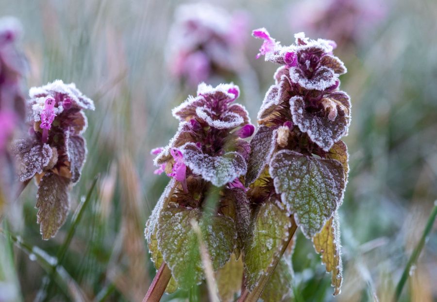 Blüte Frost grün lila