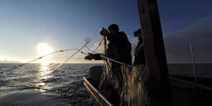Japanische Fischer haben die zwei Riemenfische gefangen. Fischer vor Friedrichshafen