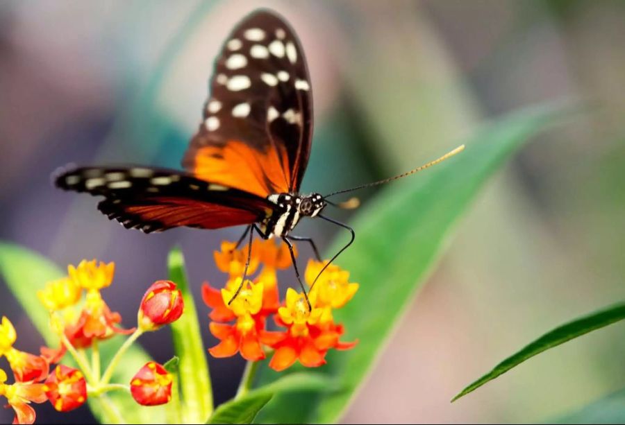 Biodiversität bei Schmetterlingen