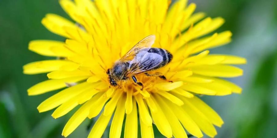 Eine Wildbiene sitzt auf einem Löwenzahn. Der BUND hat eine Bundesbehörde wegen der Zulassung von Pflanzenschutzmitteln verklagt. Foto: Jan Woitas