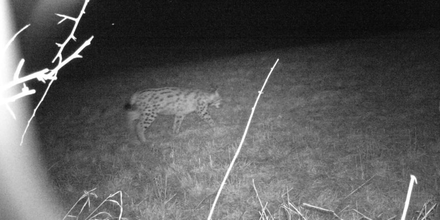Ein junger Luchs namens Palu tappte vor Kurzem in eine Fotofalle. Er wurde zusammen mit seinem Bruder Filou 2017 im Pfälzerwald geboren.
Bild: SOS Faucon Pèlerin Lynx / Claude Kurtz