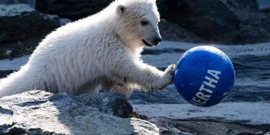 Die kleine Eisbärin Hertha spielt gerne mit Bällen. Foto: Bernd von Jutrczenka