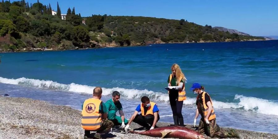 Helfer untersuchen am Strand der Insel Samos einen toten Delfin. Foto: Meeres-Institut Archipelagos