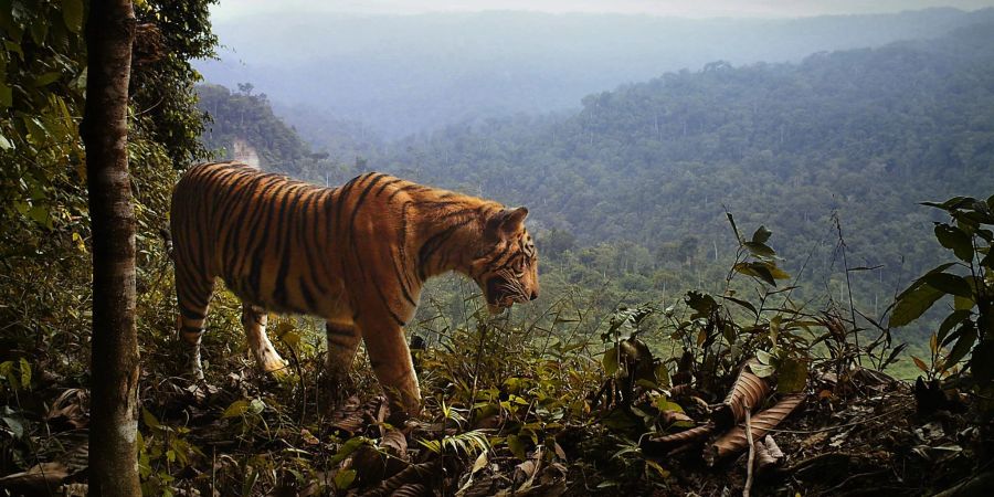 Ein Sumatra-Tiger steht am Rande des Waldes in Indonesien.