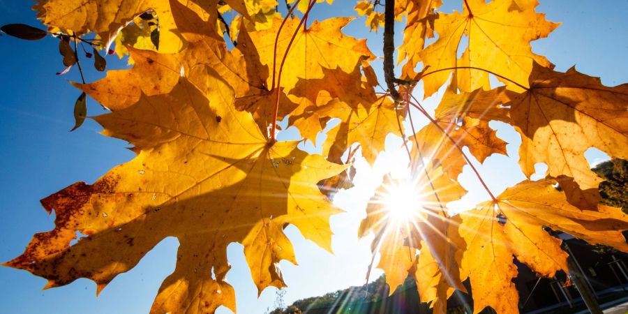 Bei schönem Wetter strahlt die Sonne in Stuttgart durch herbstlich gefärbte Blätter.