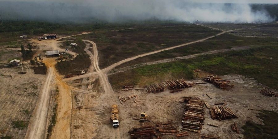 Die drei Staaten Brasilien, Indonesien und die Demokratische Republik Kongo setzen sich gemeinsam dafür ein, die Abholung des Regenwaldes zu stoppen. (Archivbild)