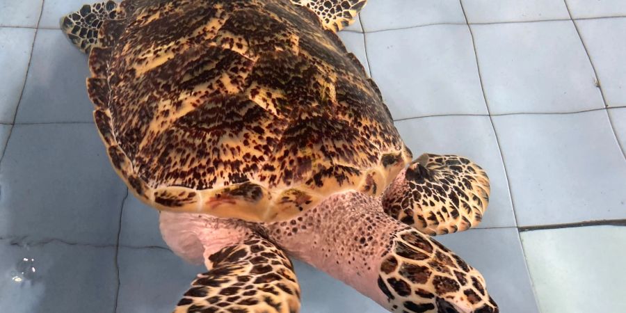 Eine Echte Karettschildkröte schwimmt in einem Becken des Turtle Conservation And Education Center (TCEC), das Meeresschildkröten etwa vor Ritualen oder illegalem Handel rettet.