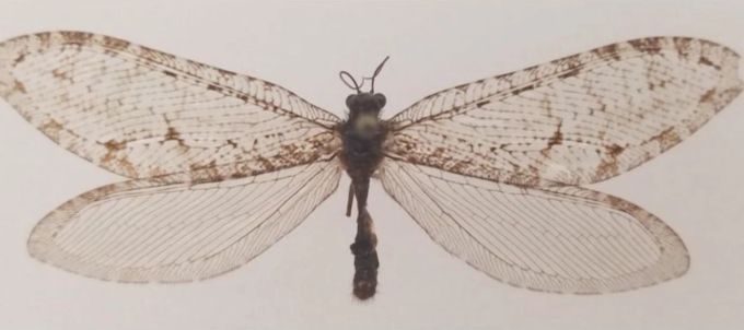 Diese Riesen-Florfliege wurde von Michael Skvarla im US-Bundesstaat Arkansas gefunden. insekt