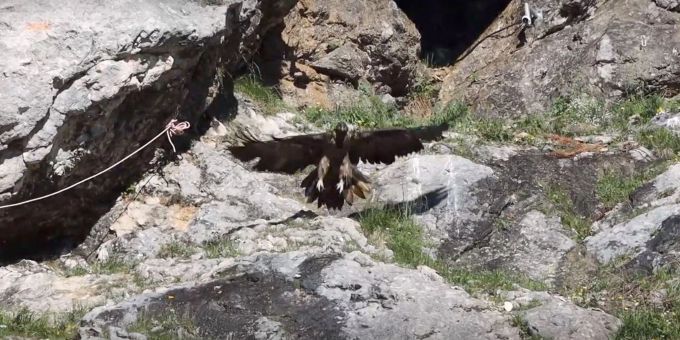 Ramsau - Bartgeier Dagmar und Recka: Winter bisher gut überstanden
