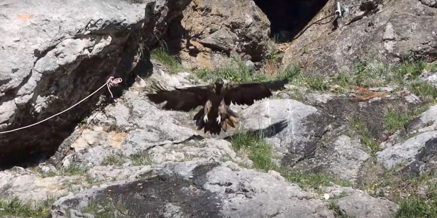 Bartgeier-Dame Dagmar hebt mit ein paar kräftigen Flügelschlägen zu ihrem ersten Flug ab. Sie wurde im vergangenen Sommer mit Artgenossin Recka im Nationalpark Berchtesgaden ausgewildert.