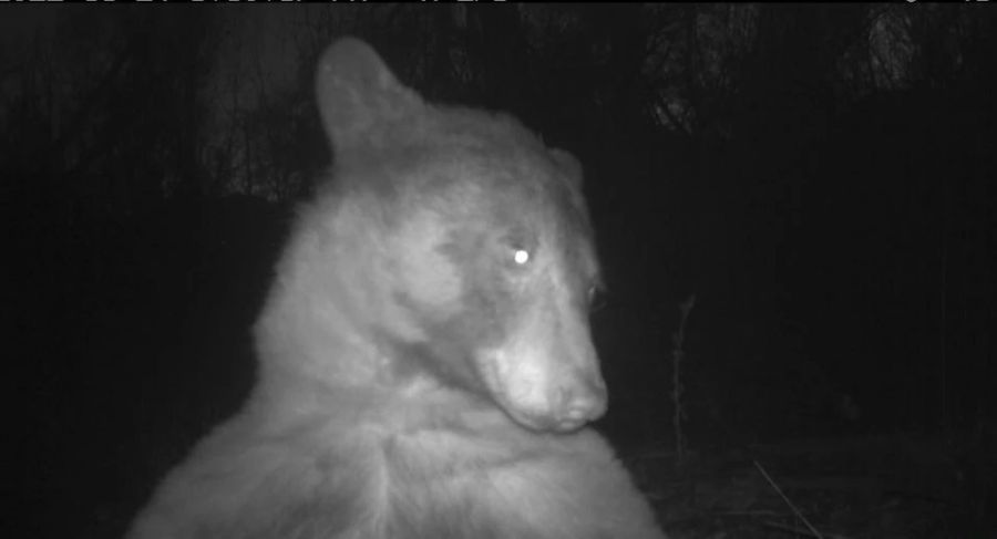 Ein Schwarzbär wurde von einer Wildtierkamera aufgenommen, als er für Hunderte von «Selfies» posierte.