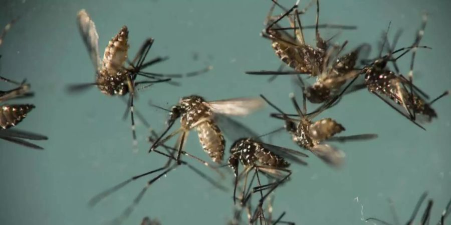 In den meisten Fällen verläuft eine Infektion mit den Zika-Viren unauffällig.