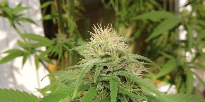 Berlin - Union diskutiert über kontrollierte Cannabis-Freigabe