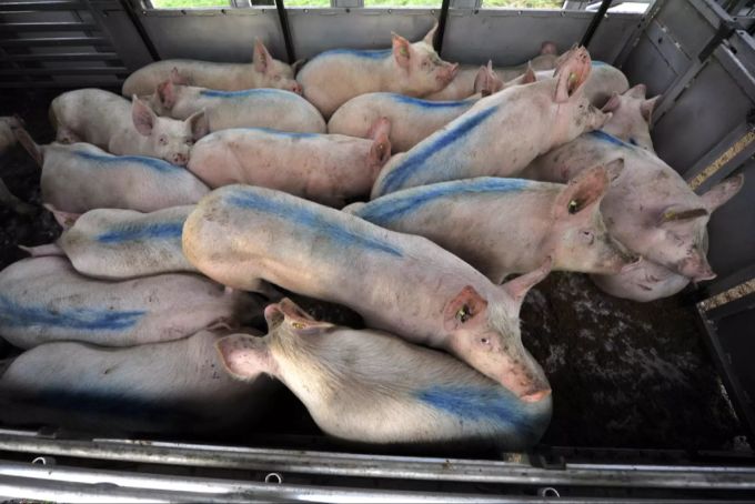 Es braucht auch mehr Tierschutz für Nutztiere. Nutztiere