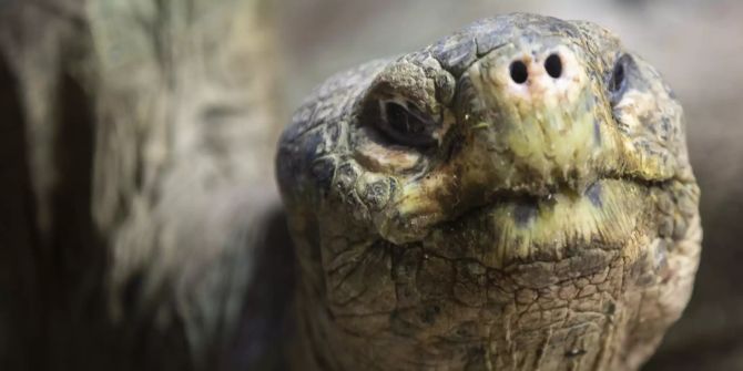 Schildkröte Profil